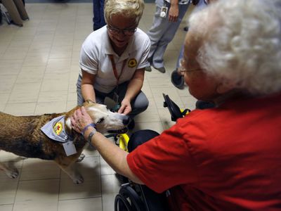animal care