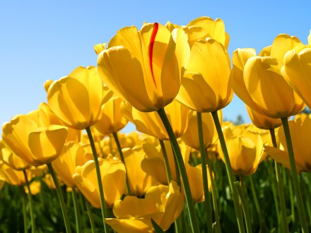 Spring Tulips